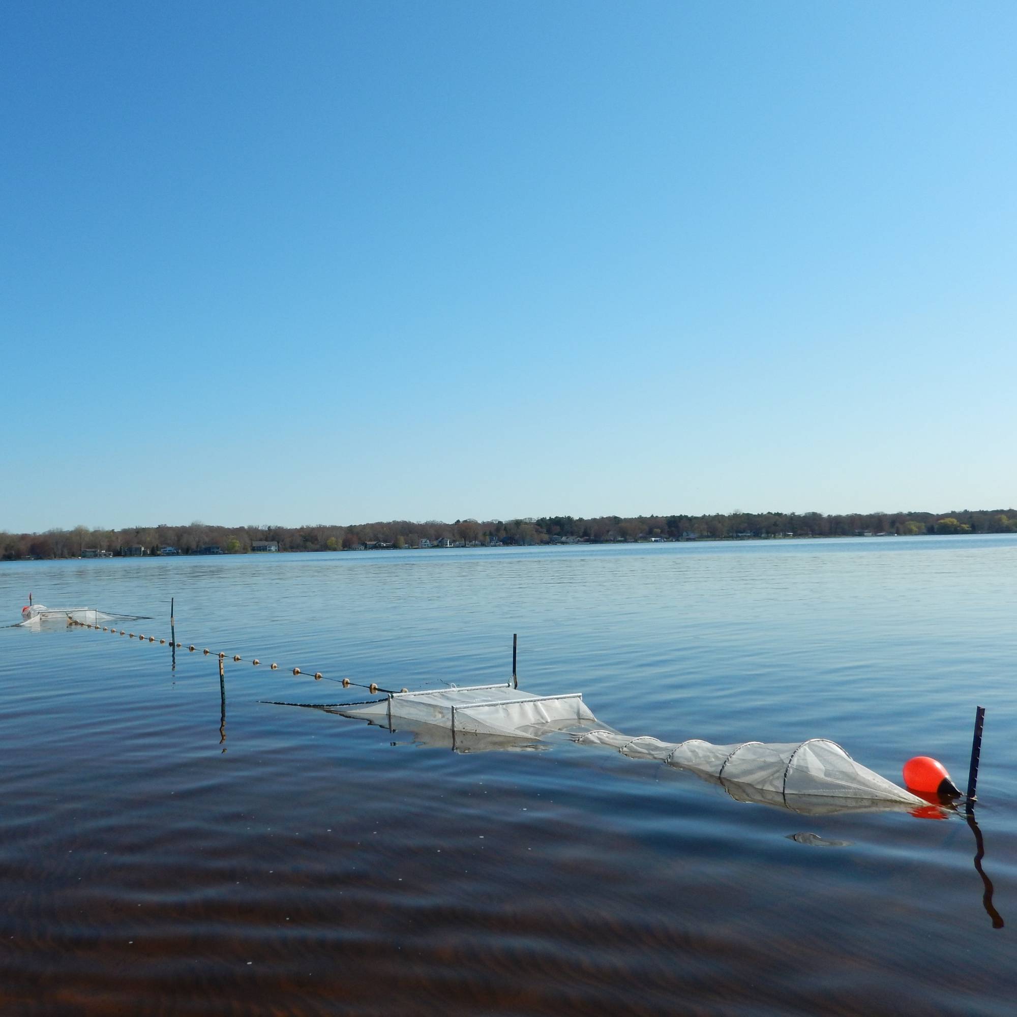 A fyke net is set in Muskegon Lake